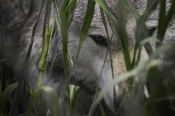 new wolf Wolf sanctuary of PA located next to Speedwell Forge B&B
